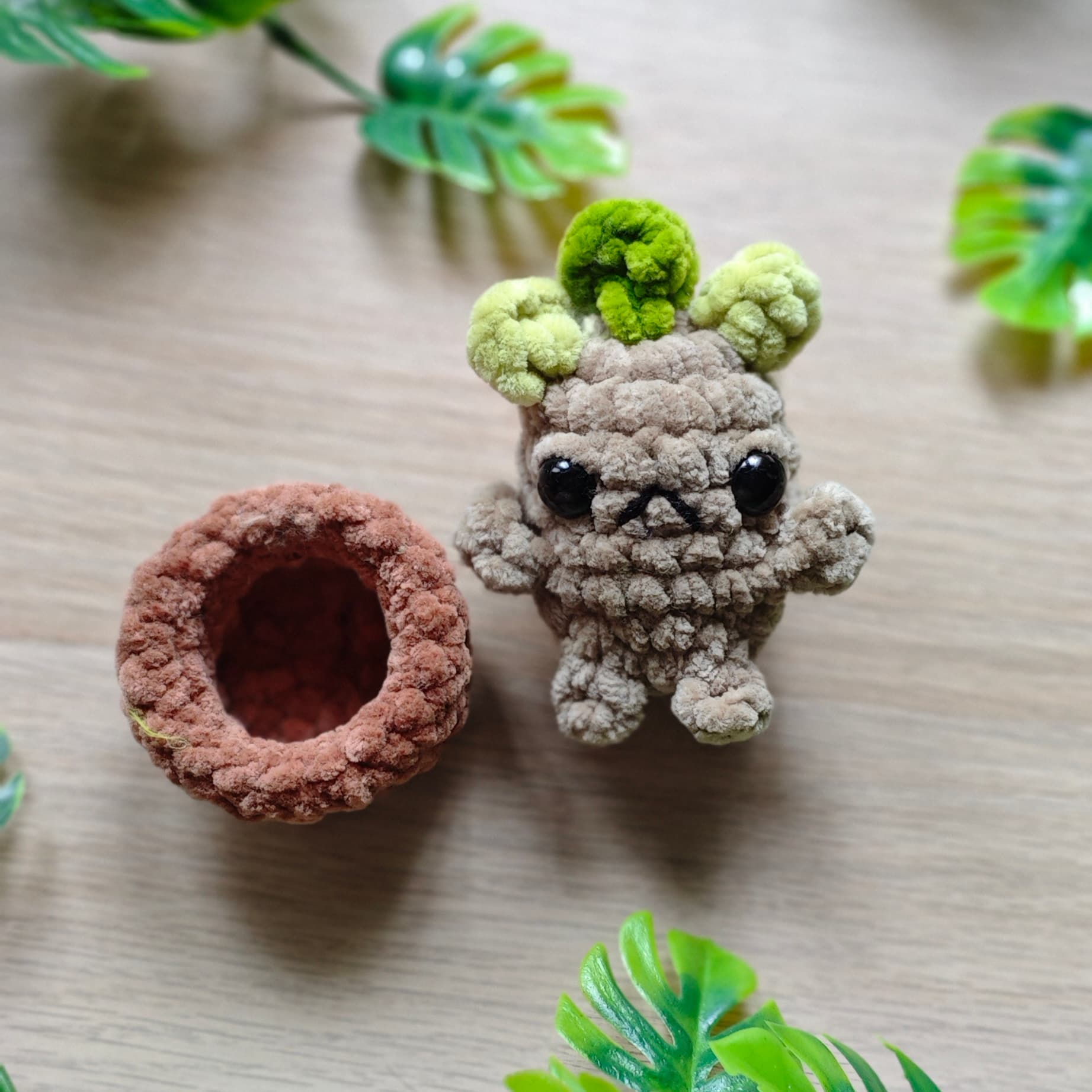 foto mandragora mini