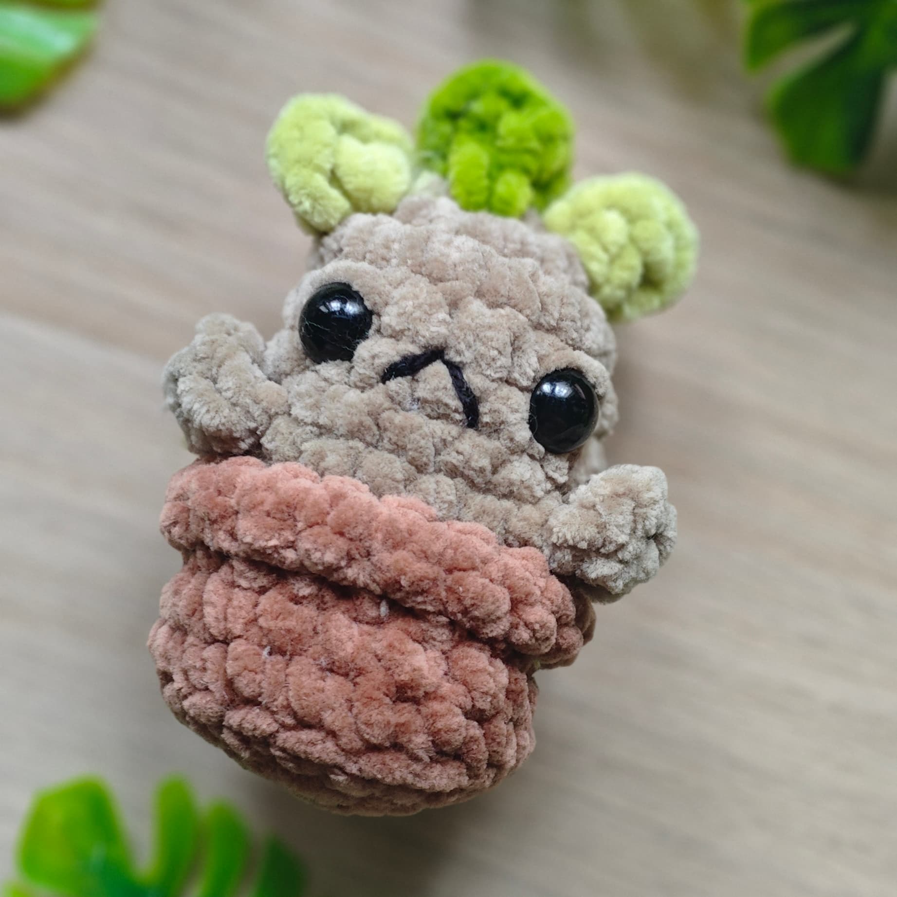 foto mandragora mini